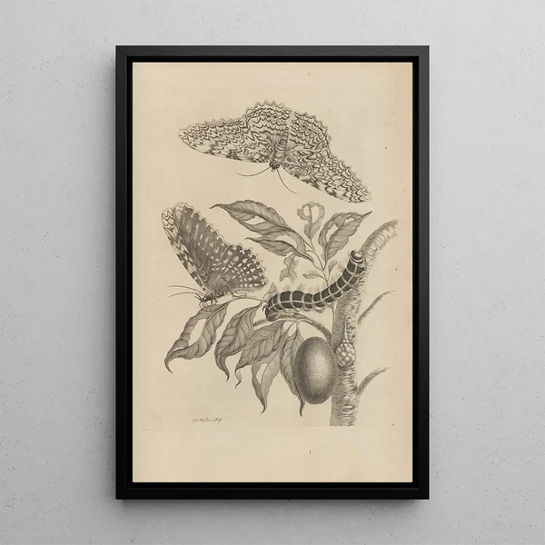 Dissertation on the generation and metamorphoses of insects from Suriname Pl20 - Maria Sibylla Merian — framed artwork on a wall