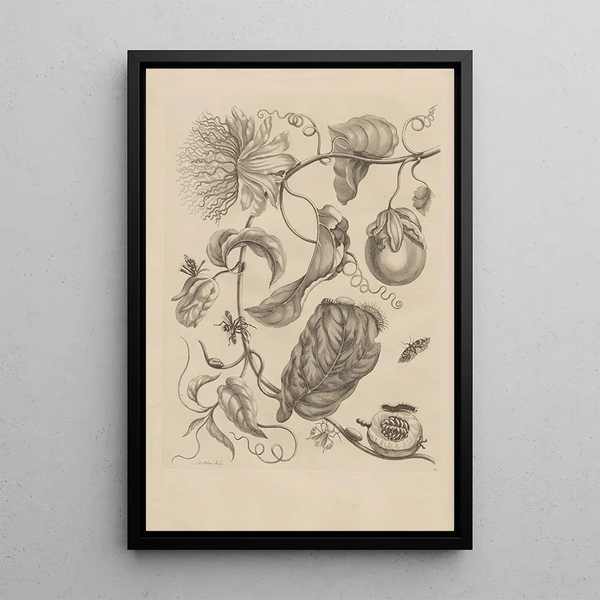 Dissertation on the generation and metamorphoses of insects from Suriname Pl21 - Maria Sibylla Merian — framed artwork on a wall