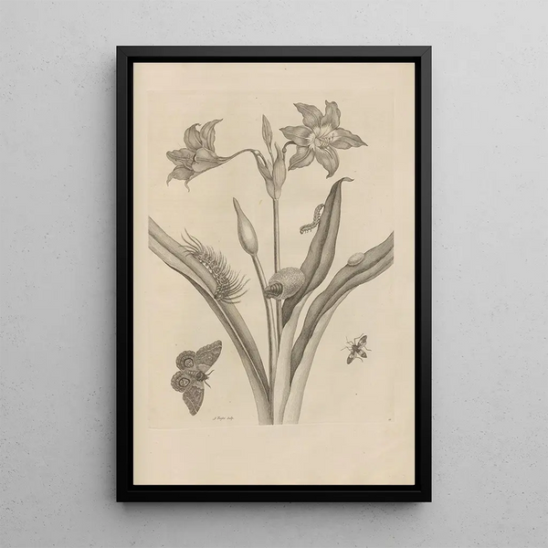 Dissertation on the generation and metamorphoses of insects from Suriname Pl22 - Maria Sibylla Merian — framed artwork on a wall