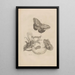 Dissertation sur la génération et les métamorphoses des insectes du Surinam Pl23 - Maria Sibylla Merian — framed artwork on a wall
