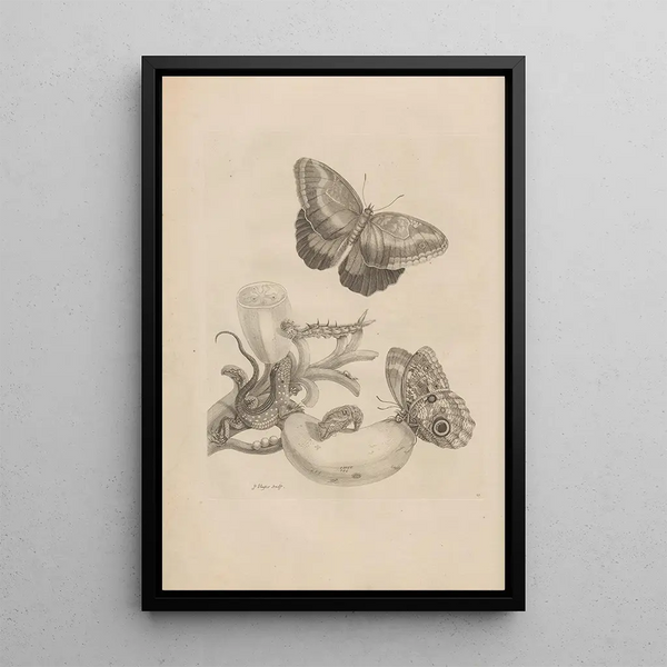 Dissertation sur la génération et les métamorphoses des insectes du Surinam Pl23 - Maria Sibylla Merian — framed artwork on a wall