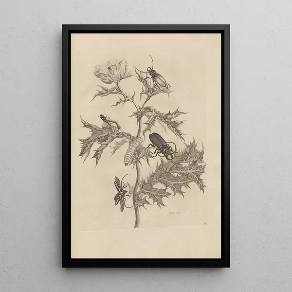 Dissertation sur la génération et les métamorphoses des insectes du Surinam Pl24 - Maria Sibylla Merian — framed artwork on a wall