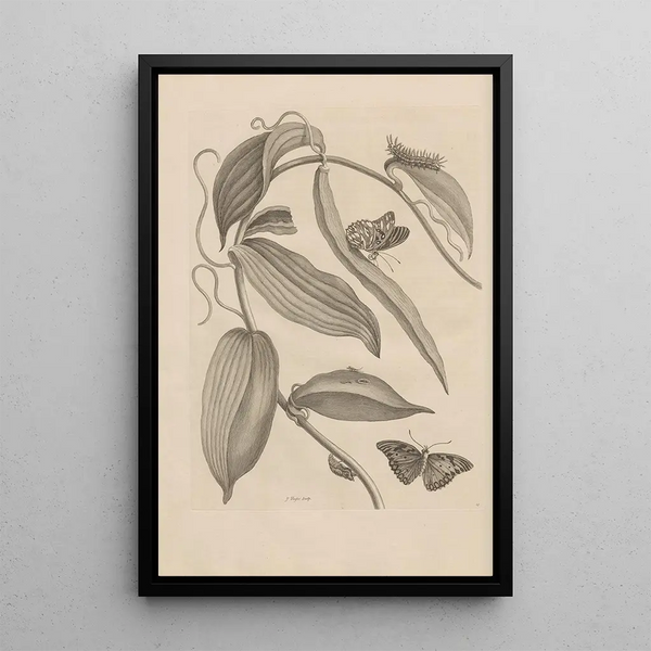 Dissertation sur la génération et les métamorphoses des insectes du Surinam Pl25 - Maria Sibylla Merian — framed artwork on a wall