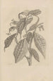 Dissertation on the generation and metamorphoses of insects from Suriname Pl26 - Maria Sibylla Merian — artwork view