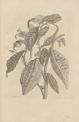 Maria Sibylla Merian - Dissertatio de generatione et metamorphosibus insectorum surinamensium Pl26.webp