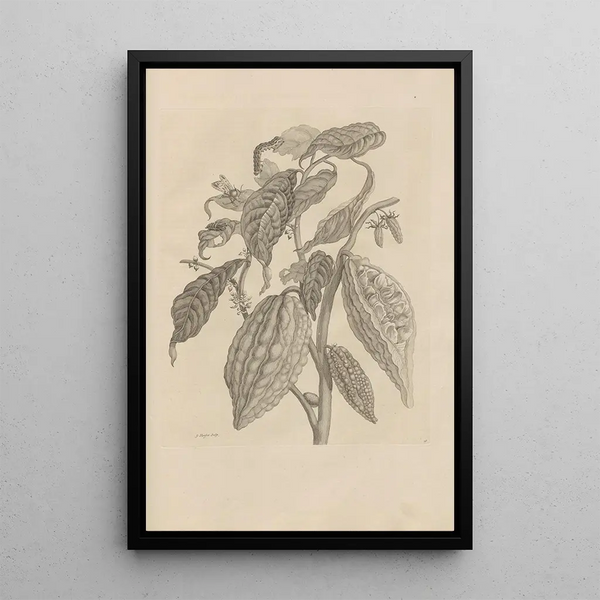 Dissertation on the generation and metamorphoses of insects from Suriname Pl26 - Maria Sibylla Merian — framed artwork on a wall
