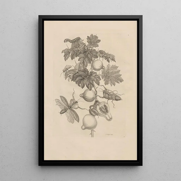 Dissertation on the generation and metamorphoses of insects from Suriname Pl27 - Maria Sibylla Merian — framed artwork on a wall