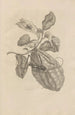 Dissertation sur la génération et les métamorphoses des insectes du Surinam Pl28 - Maria Sibylla Merian — artwork view