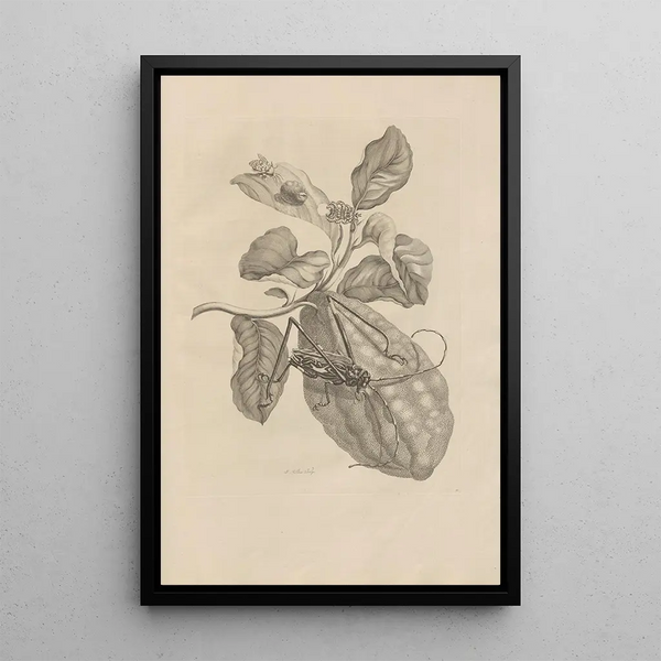 Dissertation sur la génération et les métamorphoses des insectes du Surinam Pl28 - Maria Sibylla Merian — framed artwork on a wall