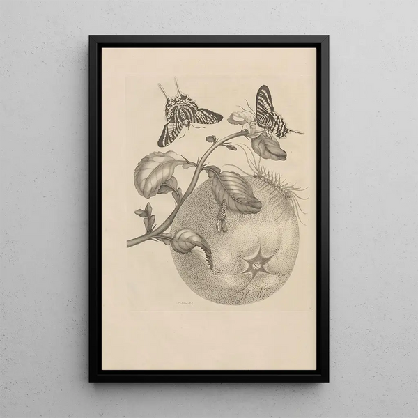 Dissertation on the generation and metamorphoses of insects from Suriname Pl29 - Maria Sibylla Merian — framed artwork on a wall