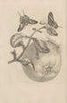 Dissertation on the generation and metamorphoses of insects from Suriname Pl29 - Maria Sibylla Merian — artwork view