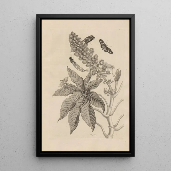 Dissertation on the generation and metamorphoses of insects from Suriname Pl30 - Maria Sibylla Merian — framed artwork on a wall