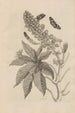 Dissertation on the generation and metamorphoses of insects from Suriname Pl30 - Maria Sibylla Merian — artwork view