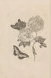 Dissertatio de generatione et metamorphoses des insectes surinamens Pl31 - Maria Sibylla Merian — artwork view