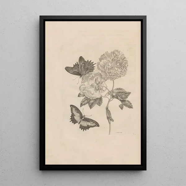 Dissertatio de generatione et metamorphoses des insectes surinamens Pl31 - Maria Sibylla Merian — framed artwork on a wall