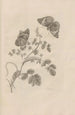 Dissertatio de generatione et metamorphoses des insectes surinamens Pl32 - Maria Sibylla Merian — artwork view