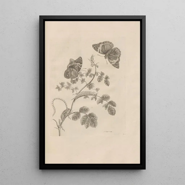 Dissertatio de generatione et metamorphoses des insectes surinamens Pl32 - Maria Sibylla Merian — framed artwork on a wall