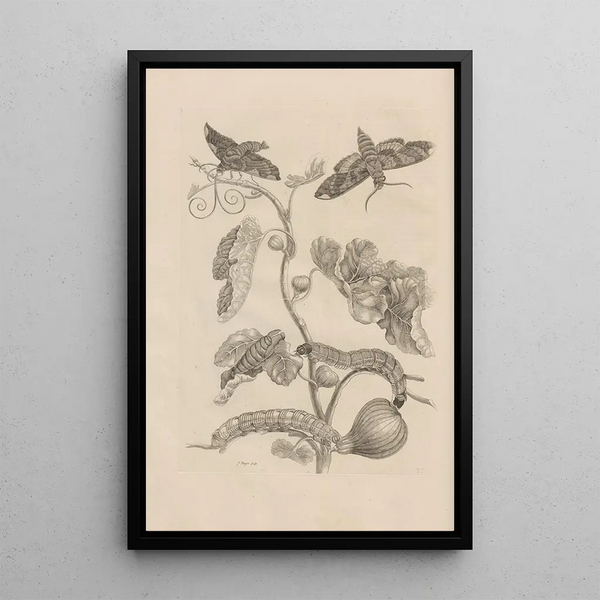 Dissertatio de generatione et metamorphoses des insectes surinamens Pl33 - Maria Sibylla Merian — framed artwork on a wall