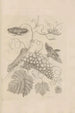 Dissertatio de generatione et metamorphoses des insectes surinamens Pl34 - Maria Sibylla Merian — artwork view