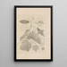 Dissertatio de generatione et metamorphoses des insectes surinamens Pl34 - Maria Sibylla Merian — framed artwork on a wall