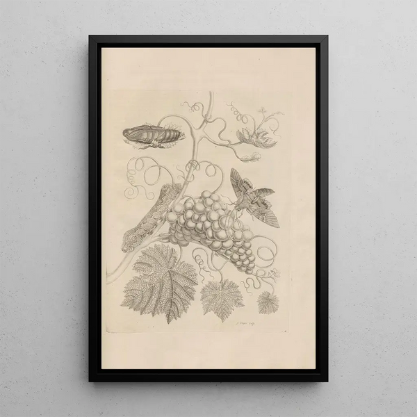 Dissertatio de generatione et metamorphoses des insectes surinamens Pl34 - Maria Sibylla Merian — framed artwork on a wall