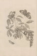 Dissertatio de generatione et metamorphoses des insectes surinamens Pl35 - Maria Sibylla Merian — artwork view