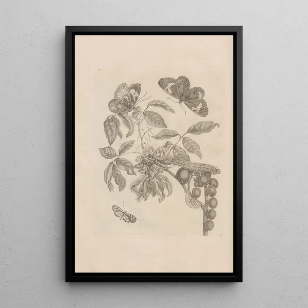 Dissertatio de generatione et metamorphoses des insectes surinamens Pl35 - Maria Sibylla Merian — framed artwork on a wall