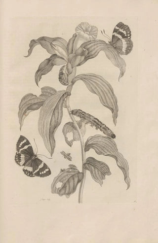 Maria Sibylla Merian - Dissertatio de generatione et metamorphosibus insectorum surinamensium Pl36.webp