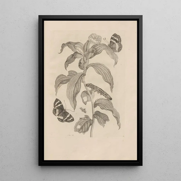 Dissertatio de generatione et metamorphoses des insectes surinamens Pl36 - Maria Sibylla Merian — framed artwork on a wall