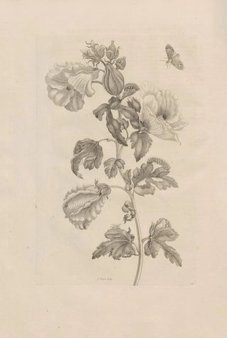 Maria Sibylla Merian - Dissertatio de generatione et metamorphosibus insectorum surinamensium Pl37.webp