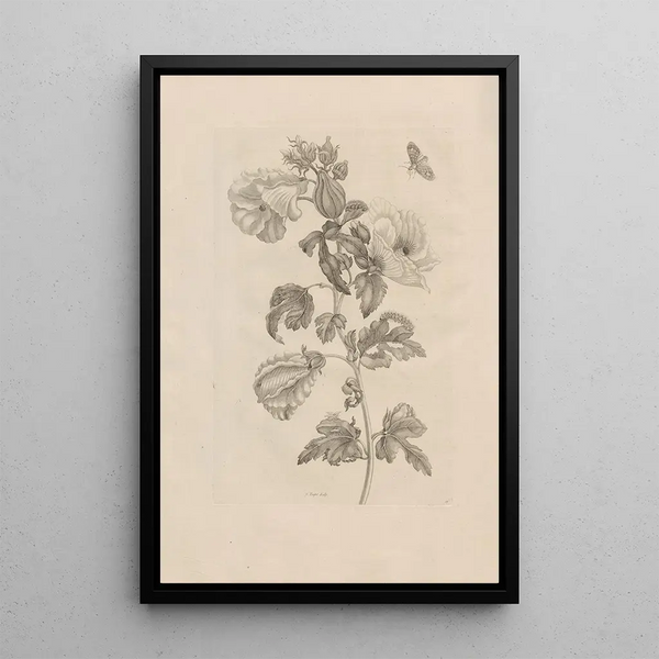 Dissertatio de generatione et metamorphoses des insectes surinamens Pl37 - Maria Sibylla Merian — framed artwork on a wall