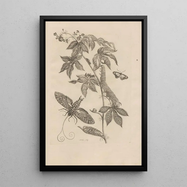 Dissertatio de generatione et metamorphoses des insectes surinamens Pl38 - Maria Sibylla Merian — framed artwork on a wall
