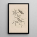 Dissertatio de generatione et metamorphoses des insectes surinamens Pl39 - Maria Sibylla Merian — framed artwork on a wall