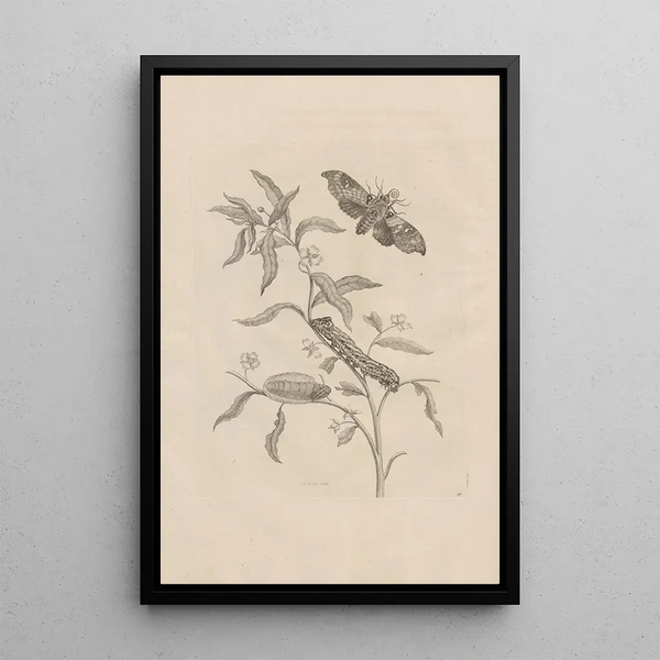 Dissertatio de generatione et metamorphoses des insectes surinamens Pl39 - Maria Sibylla Merian — framed artwork on a wall