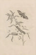 Dissertatio de generatione et metamorphoses des insectes surinamens Pl39 - Maria Sibylla Merian — artwork view