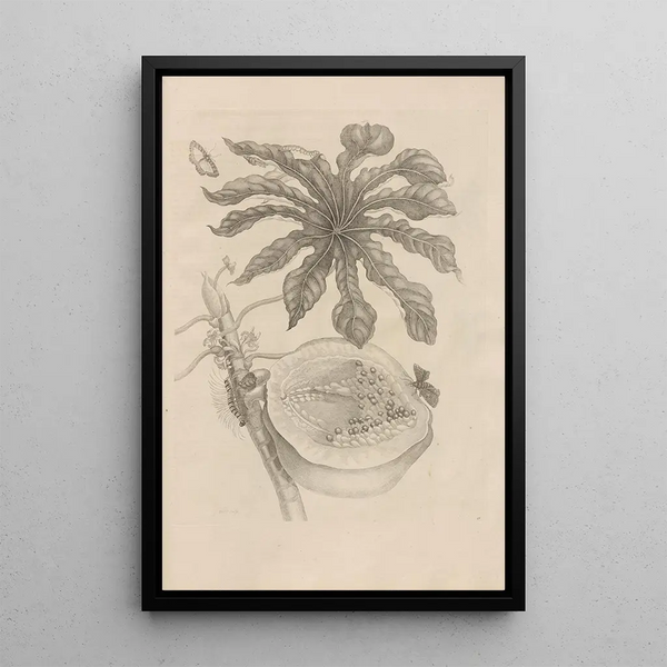 Dissertatio on the generation and metamorphosis of Surinamese insects on Pl. 40 - Maria Sibylla Merian — framed artwork on a wall