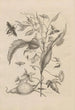 Dissertatio de generatione et metamorphoses des insectes surinamens Pl41 - Maria Sibylla Merian — artwork view