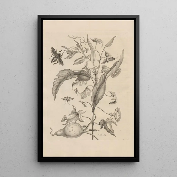 Dissertatio de generatione et metamorphoses des insectes surinamens Pl41 - Maria Sibylla Merian — framed artwork on a wall