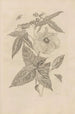 Dissertatio de generatione et metamorphoses des insectes surinamens Pl42 - Maria Sibylla Merian — artwork view