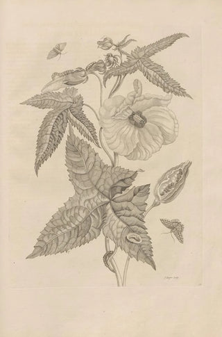Maria Sibylla Merian - Dissertatio de generatione et metamorphosibus insectorum surinamensium Pl42.webp