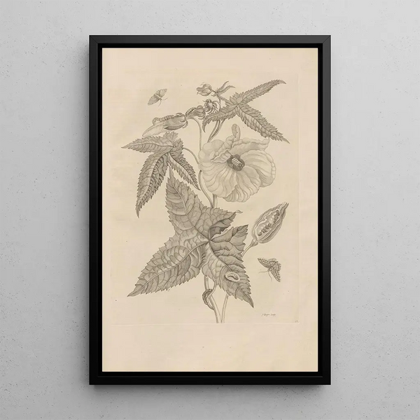 Dissertatio de generatione et metamorphoses des insectes surinamens Pl42 - Maria Sibylla Merian — framed artwork on a wall