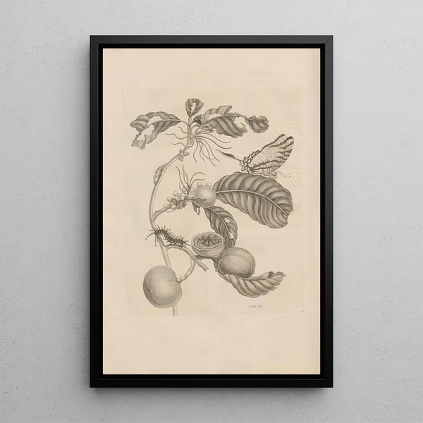 Dissertatio de generatione et metamorphoses des insectes surinamens Pl43 - Maria Sibylla Merian — framed artwork on a wall