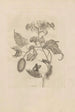 Dissertatio de generatione et metamorphoses des insectes surinamens Pl44 - Maria Sibylla Merian — artwork view