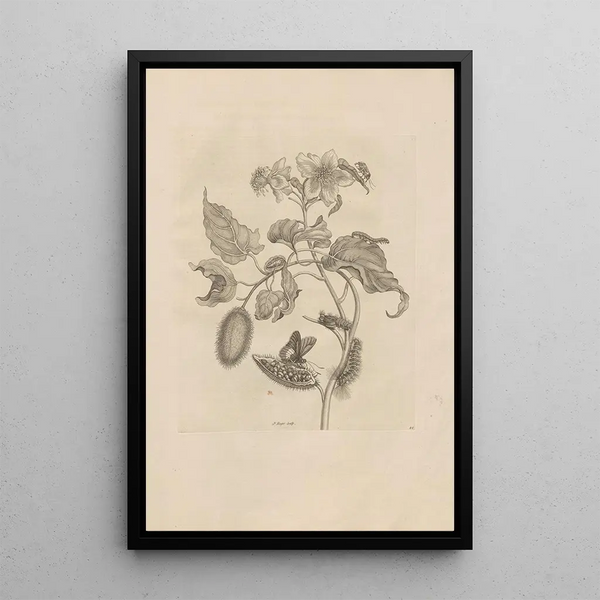 Dissertatio de generatione et metamorphoses des insectes surinamens Pl44 - Maria Sibylla Merian — framed artwork on a wall