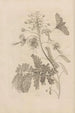 Dissertatio de generatione et metamorphoses des insectes surinamens Pl45 - Maria Sibylla Merian — artwork view