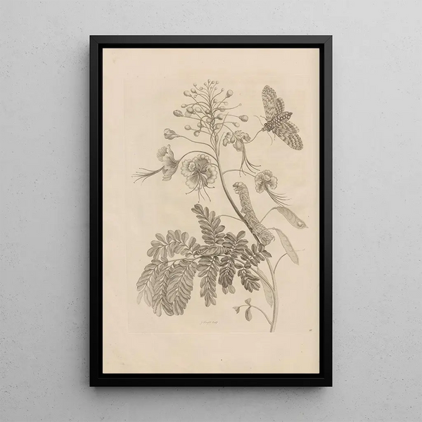 Dissertatio de generatione et metamorphoses des insectes surinamens Pl45 - Maria Sibylla Merian — framed artwork on a wall
