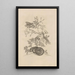 Dissertatio de generatione et metamorphoses des insectes surinamens Pl46 - Maria Sibylla Merian — framed artwork on a wall