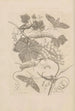 Dissertatio de generatione et metamorphoses des insectes surinamens Pl47 - Maria Sibylla Merian — artwork view