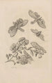 Dissertatio de generatione et metamorphoses des insectes surinamens Pl49 - Maria Sibylla Merian — artwork view