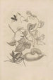 Dissertatio de generatione et metamorphoses des insectes surinamens Pl50 - Maria Sibylla Merian — artwork view